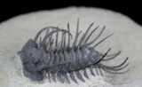 Spiny Koneprusia Trilobite - Foum Zguid, Morocco #25140-9